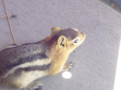 chipmunk.jpg